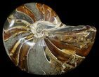 Large, Polished Nautilus Fossil - Madagascar #51673-1